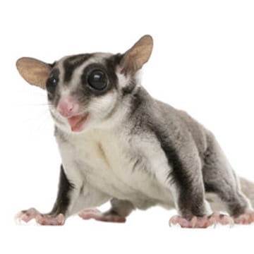 フクロモモンガ