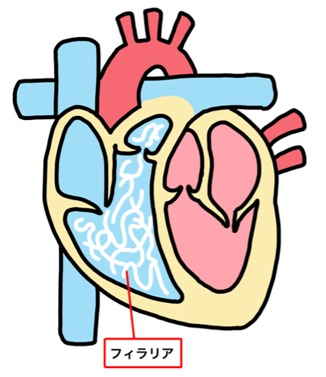 犬のフィラリア症