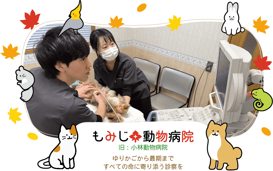 もみじ動物病院